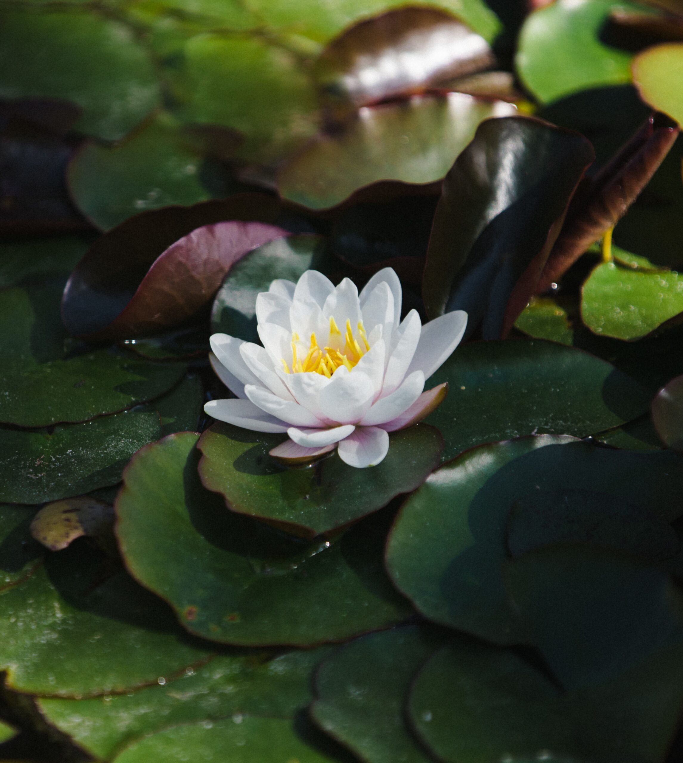 white lotus flower on water